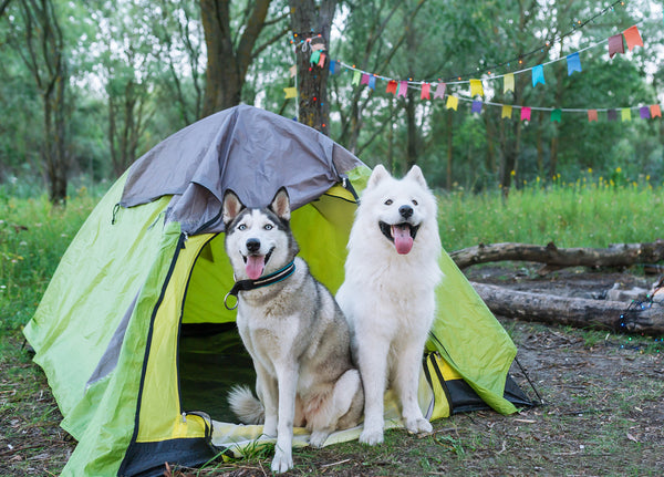Camping With Dogs 6 Pieces Of Advice From The Pros
