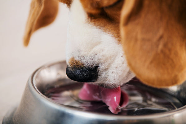 Can Your Dogs Drink Anything Other Than Water?