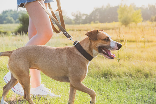 Choosing The Right Multi-Functional Leather Leash For Your Dog