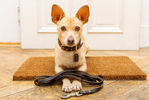 Choosing The Right Rolled Leather Collar For Your Dog