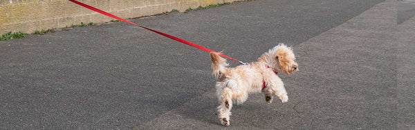 Cute Maltese or poodle cross type fluffy dog outside pulling on a red lead or leash