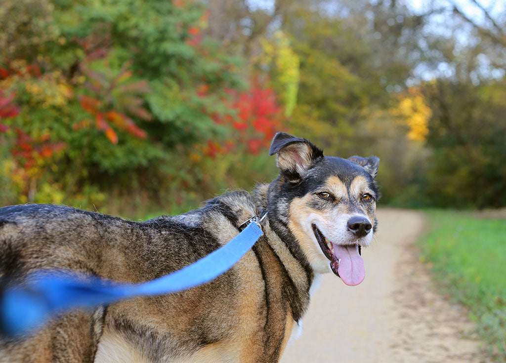 Does Your Dog Stop on Walks? 5 Causes & Solutions