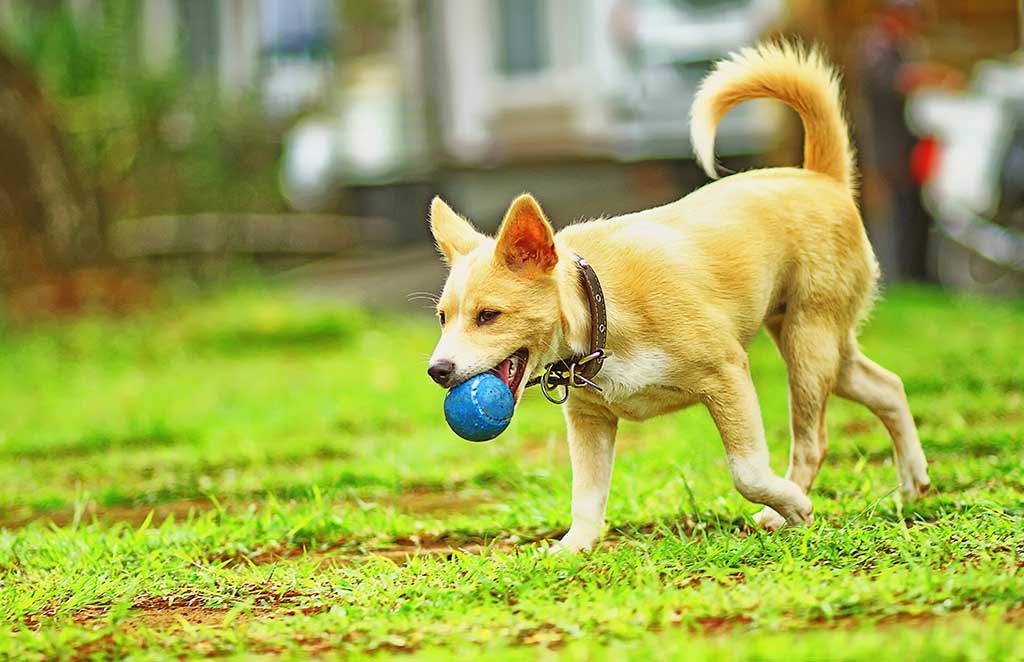 Dog at Play