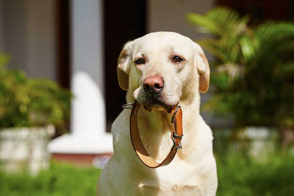 Adorable Labrador Retriever dog holding leash in mouth