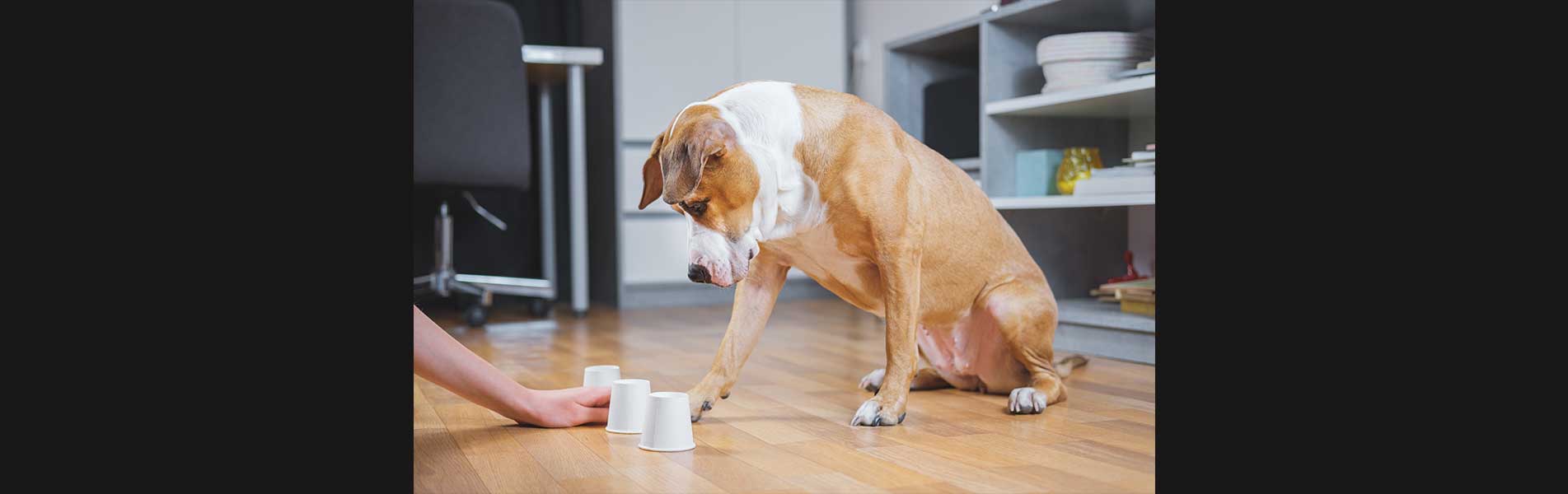 Dog playing the shell game with her human.