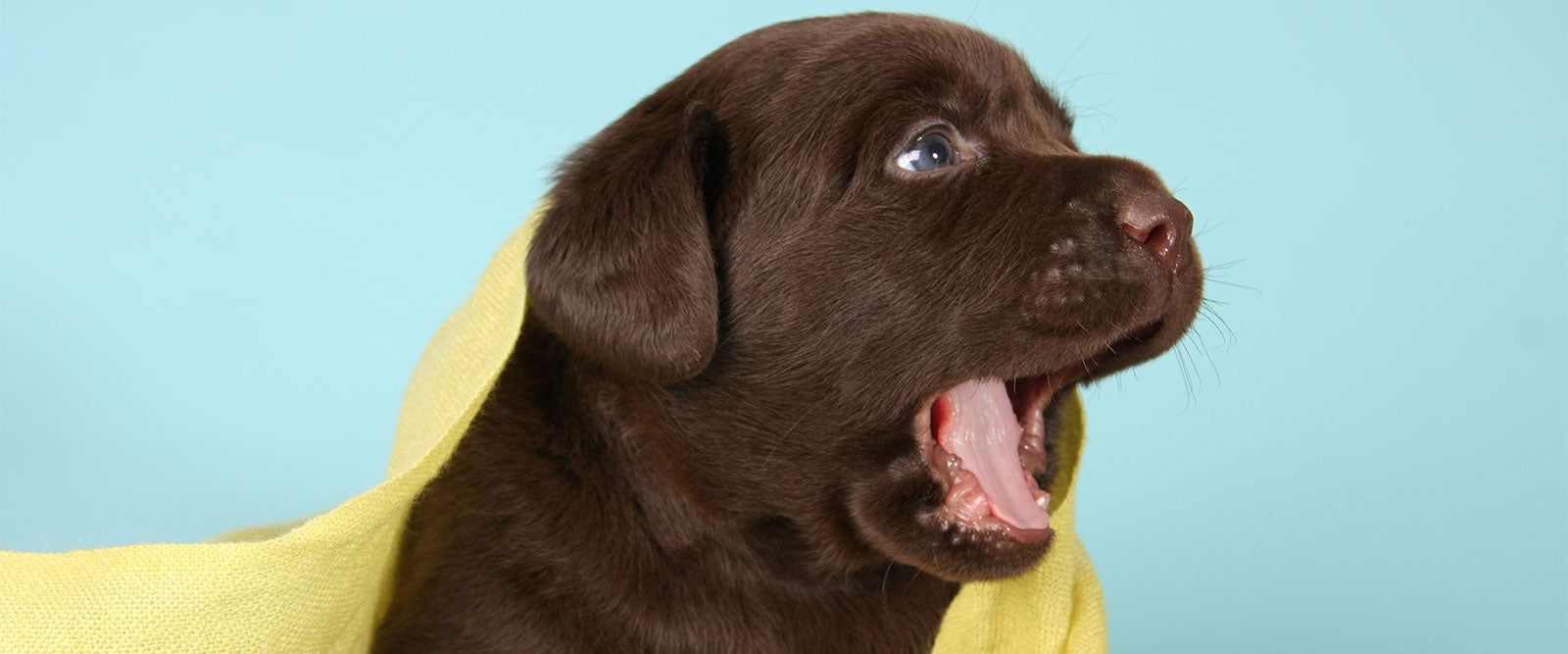 Dog Whining For Attention: Causes & How To Stop It