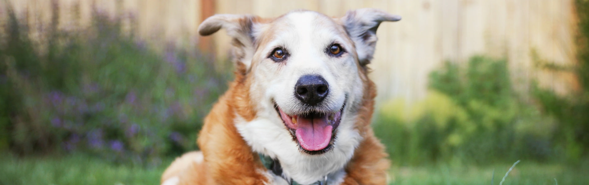 3 Benefits Of Adopting A Senior Dog