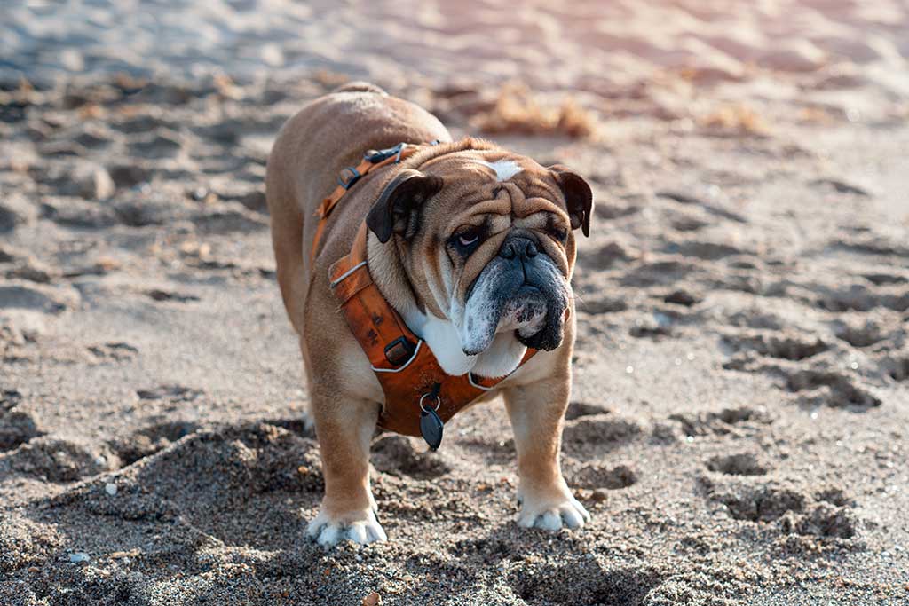 Red english british bulldog in orange harness sitting