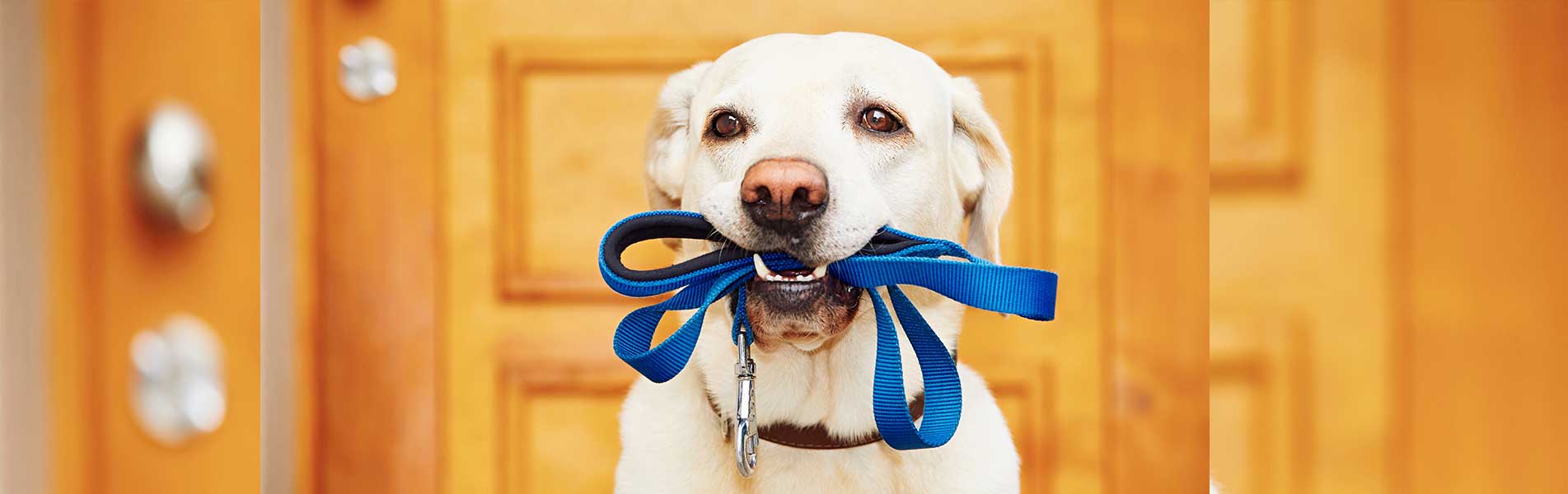 A Guide To Different Types Of Dog Leashes 