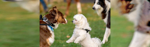 The Importance Of Socializing Your Dog
