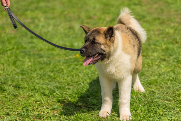 Hands-Free Leather Leashes: Are They Right For Your Dog?