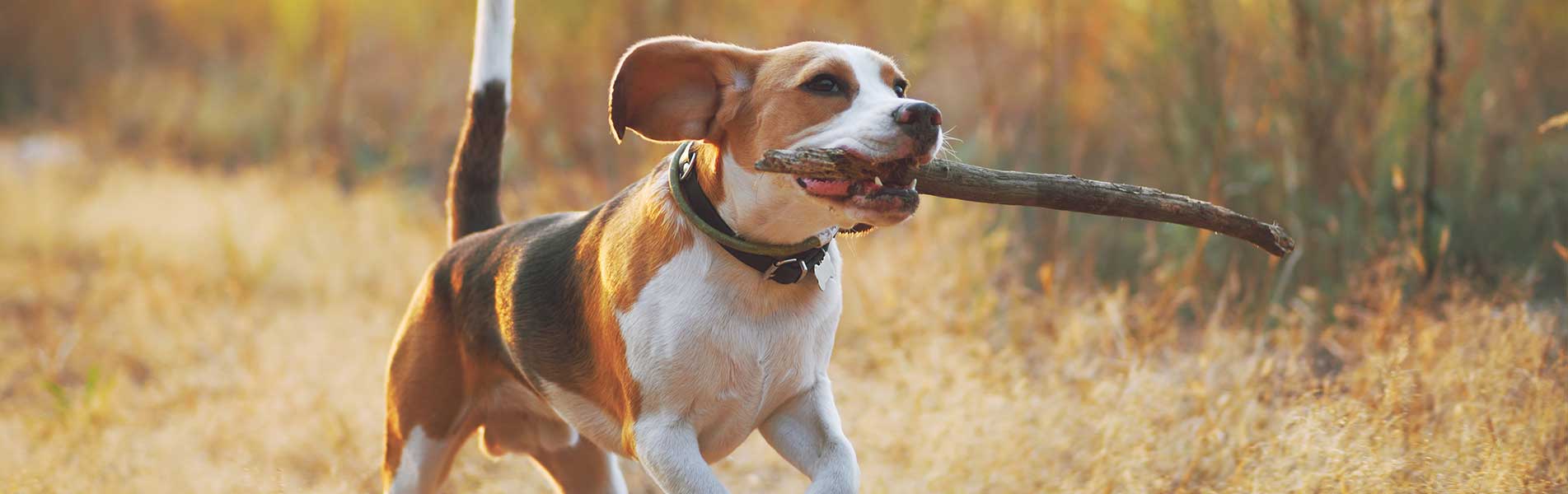 Happy beagle dog with stick in mouth running against beautiful nature background