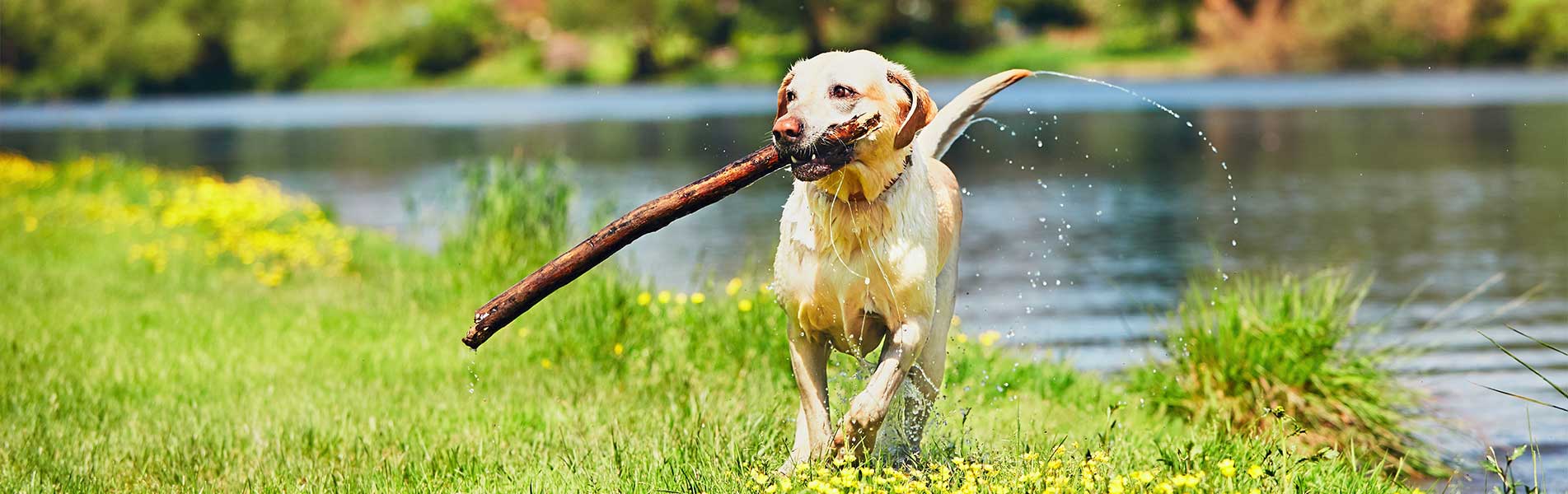 Happy dog with stick