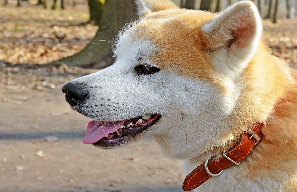 Head of Akita Inu dog