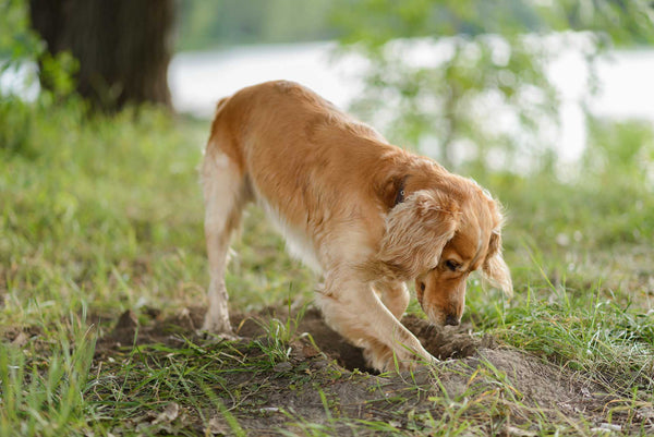 How Do You Stop Your Dog From Digging Holes?