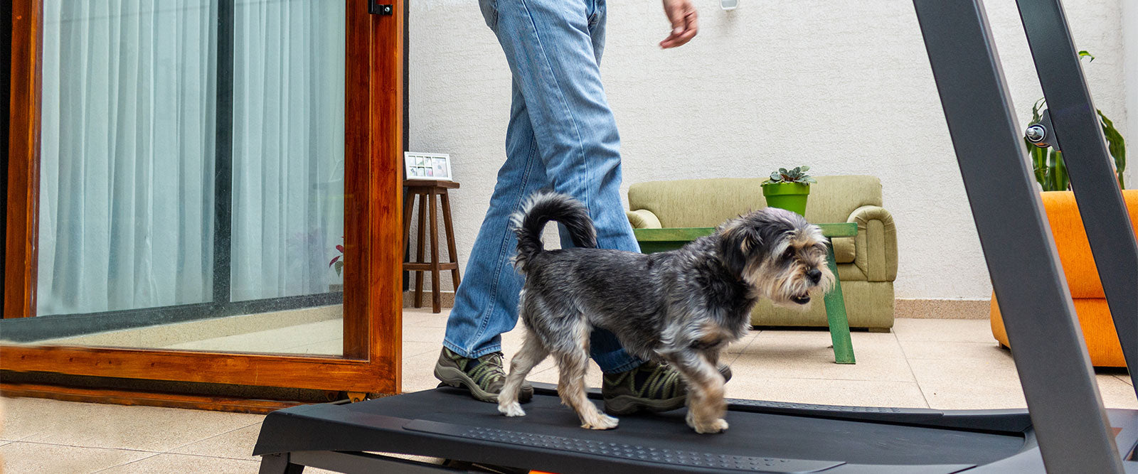 How To Exercise Your Puppy For Physical & Mental Stimulation