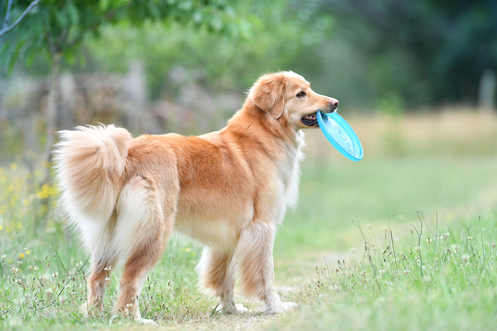 How To Play With Your Dog In 8 Fun Ways