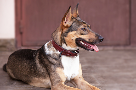 How To Properly Fit A Rolled Leather Dog Collar