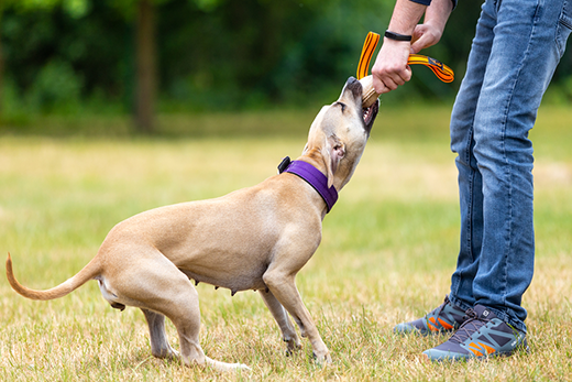 From Neck To Paws: Ensuring A Perfect Fit With A Rolled Leather Dog Collar