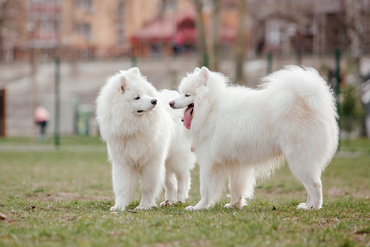 How To Safely Introduce Two Dogs To Each Other