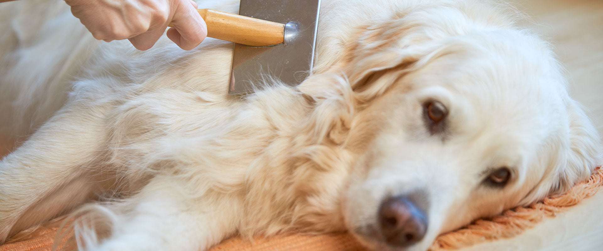 How To Stop Dog Shedding: 4 Must-Follow Steps