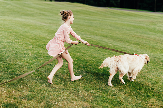 How To Stop Leash Pulling With A Rolled Leather Dog Collar