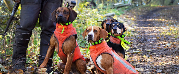 Hunting Dog Essentials: 6 Things You'll Need