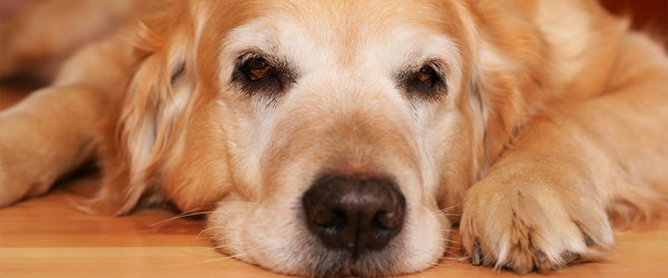 Is Your Dog Bored? Five Visible Signs & What To Do