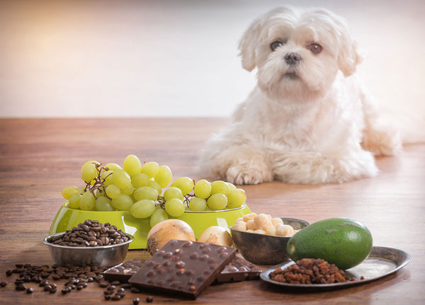 List Of 4 Most Dangerous Foods For Your Dog