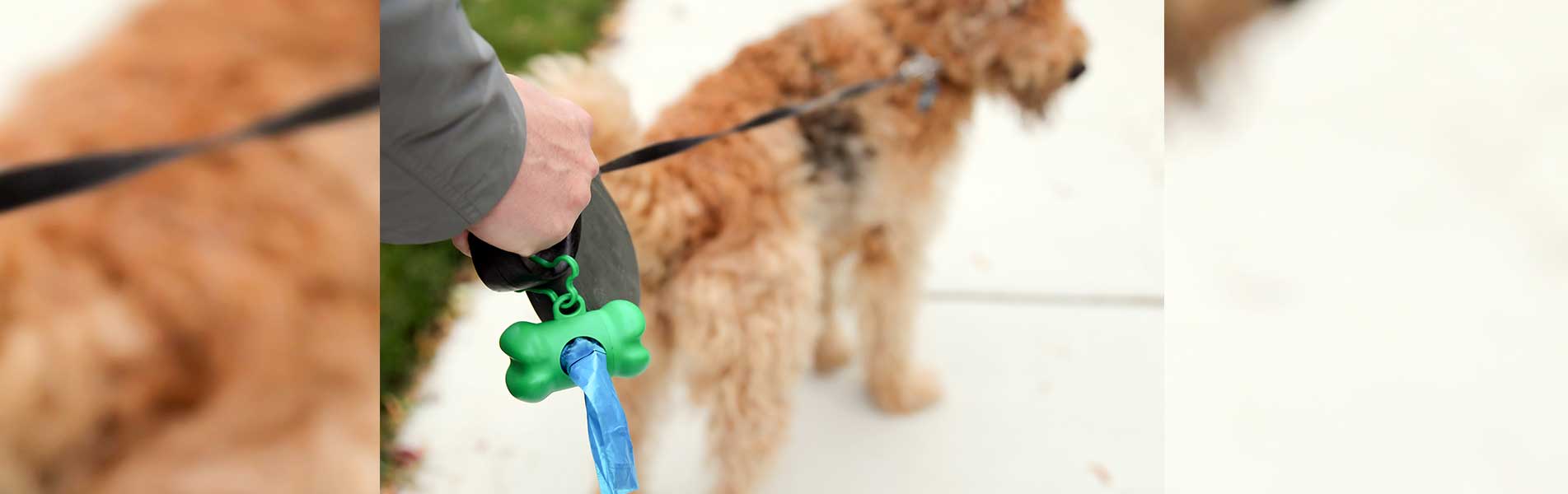 Man Picking up / cleaning up dog droppings