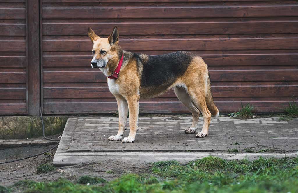 Medium size breed of a dog looking serious at the shelter, homeless dogs