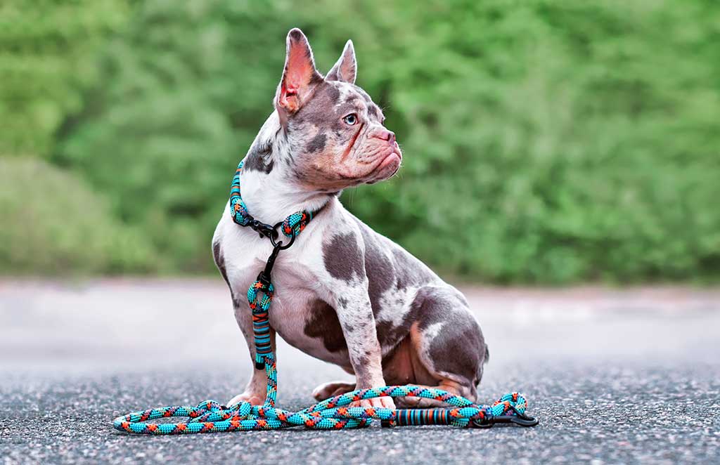 Merle French Bulldog dog wearing collar with rope retriever leash