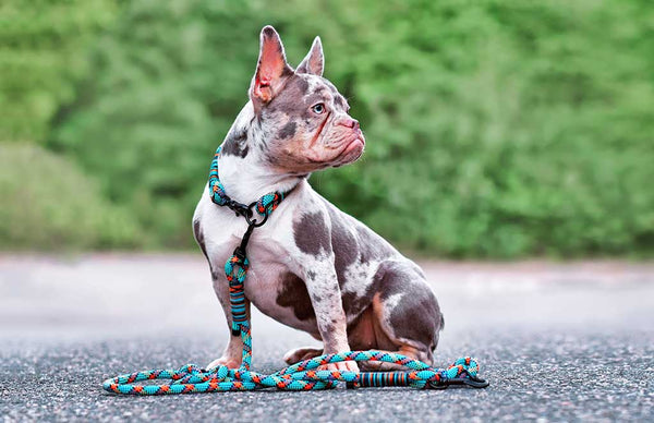 Merle French Bulldog dog wearing collar with rope retriever leash