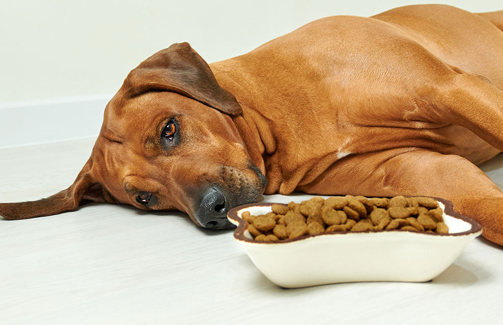 My Dog Won’t Eat Food But Will Eat Treats: What To Blame?