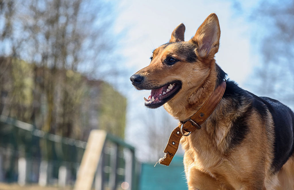 Portrait of a German Shepherd on the street 