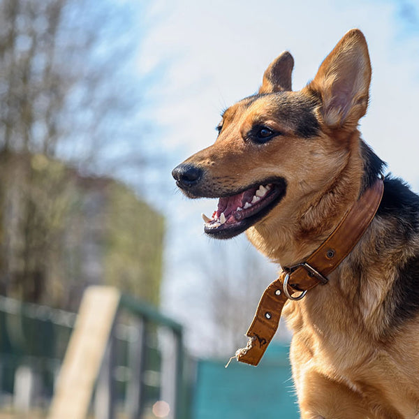 Best Dog Collars for German Shepherds