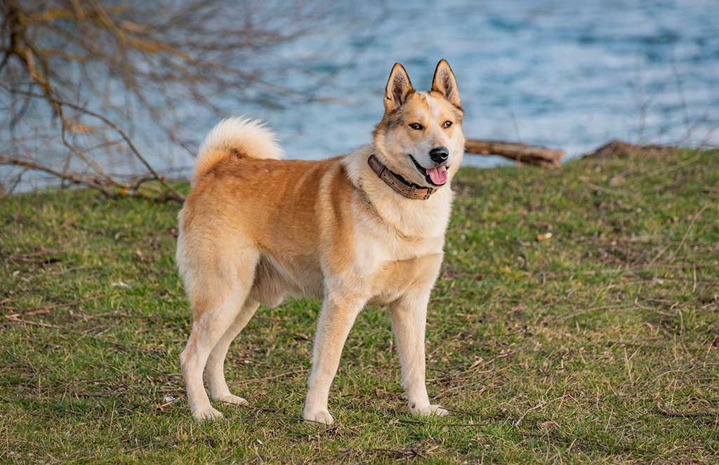 Portrait of a hunting dog of the Husky breed