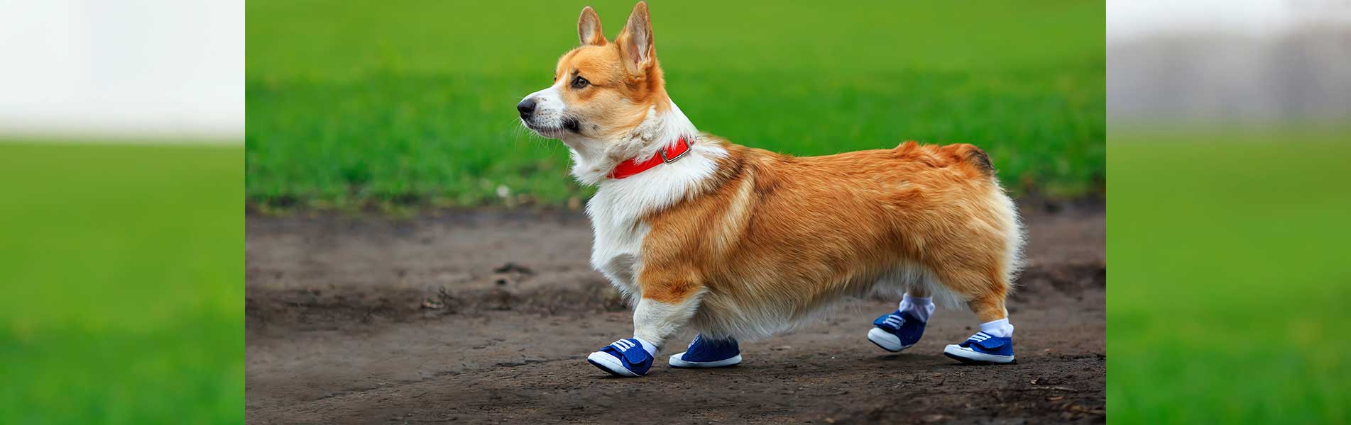 portrait of cute puppy red dog Corgi running on country road