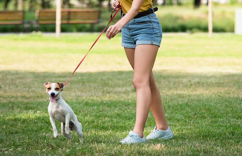 Selective focus of young woman looking away and keeping dog on leash