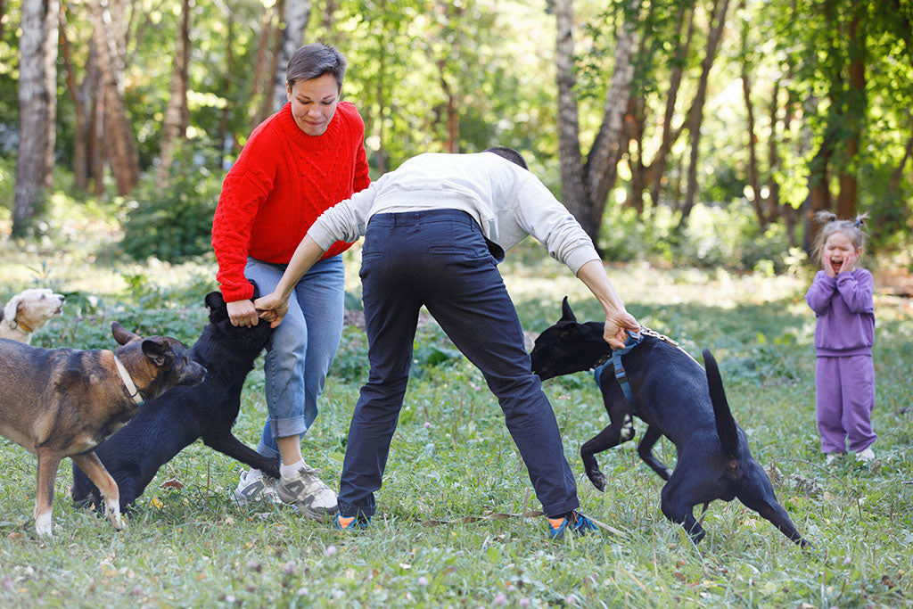 Stopping Your Dog's Aggression Toward Other Dogs