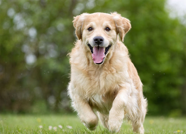 The 7 Easiest Ways To Improve Your Dog's Recall