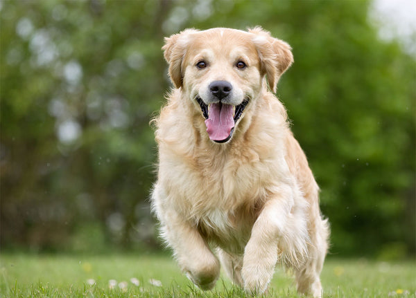 The 7 Easiest Ways To Improve Your Dog's Recall – HUND Denmark