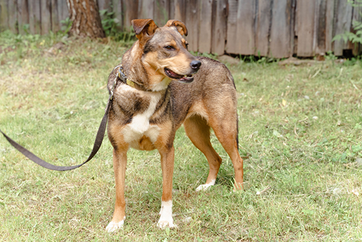 The Benefits Of Using A Rolled Leather Dog Collar Vs. Choke Collar