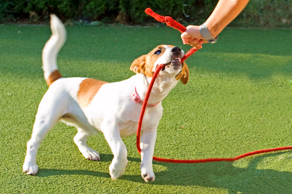 Types Of Rolled Round Leashes: Which Is Right For Your Dog?