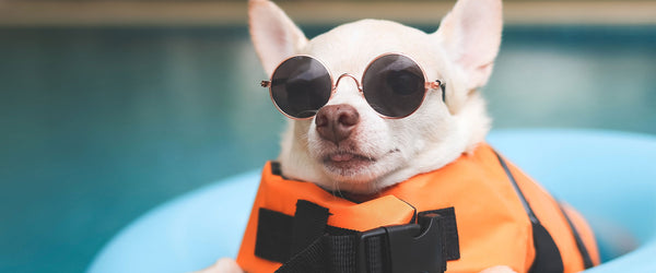 Water Safety For Dogs: 4 Things To Keep In Mind
