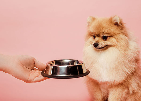 What To Feed A Dog With A Sensitive Stomach