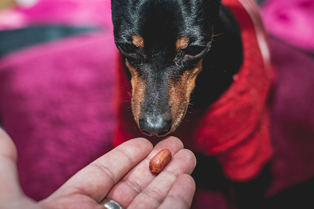 Which Nuts Can Dogs Eat?