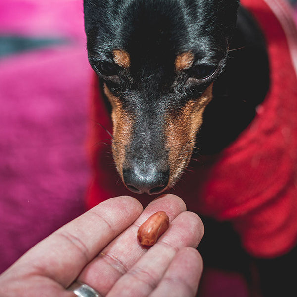 Can Pistachios Make Dogs Sick