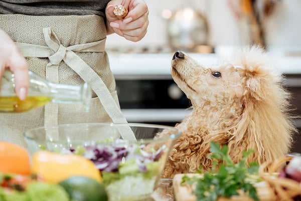 Why Olive Oil Is Good For Your Dogs?