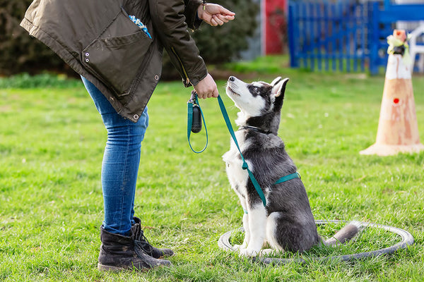 Why You Should Use Treats While Training Your Dog